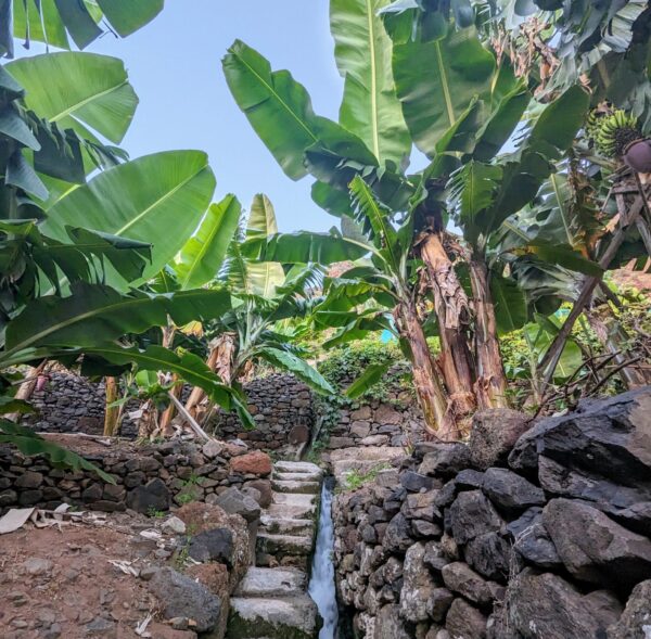 Banana Walk